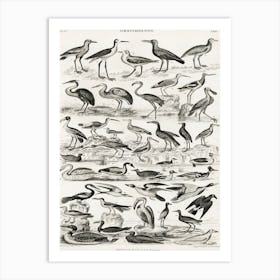 Ornithology, Oliver Goldsmith 3 Art Print