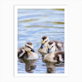 Ducklings 2 Art Print