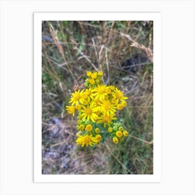 Yellow Wildflower Art Print