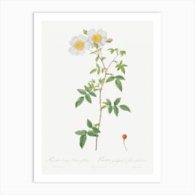 Rosa Sempervirens, Pierre Joseph Redoute Art Print