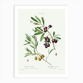 Olive, Pierre Joseph Redoute (2) Art Print