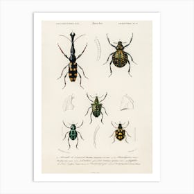 Different Types Of Insects, Charles Dessalines D'Orbigny 3 Art Print