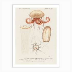 Different Types Of Marine Life, Charles Dessalines D' Orbigny Art Print