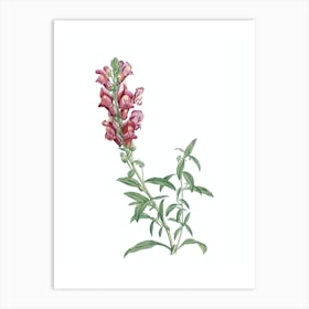 Vintage Red Dragon Flowers Botanical Illustration on Pure White n.0241 Art Print