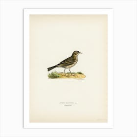Meadow Pipit, The Von Wright Brothers Art Print