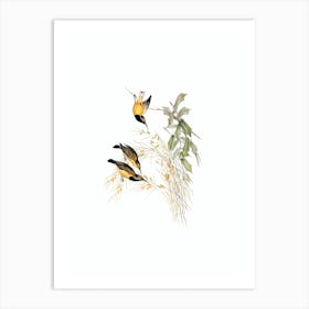 Vintage Australian Sunbird Bird Illustration on Pure White n.0218 Art Print