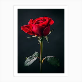 Single Red Rose On Black Background 12 Art Print