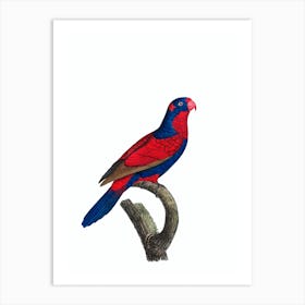 Vintage Red And Blue Lory Bird Illustration on Pure White Art Print