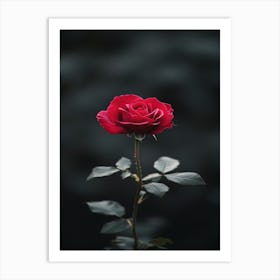 Single Red Rose 14 Art Print