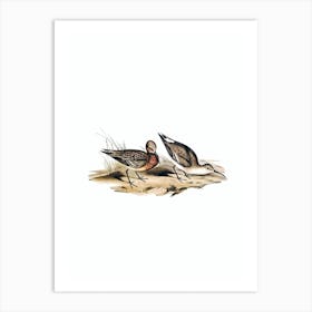 Vintage Curlew Sandpiper Bird Illustration on Pure White n.0203 Art Print