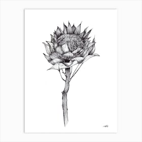 Black and White South African Protea Art Print