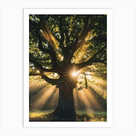 Sunbeams Through A Tree 1 Art Print