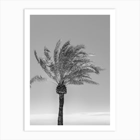 Palm Tree Black and White Art Print