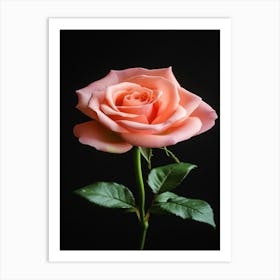 Pink Rose On Black Background 10 Art Print