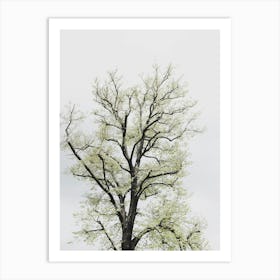 Tree In Tuscany Art Print