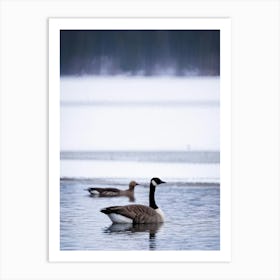 A Head Of A Wild Glossy Canadian Goose Pausing Sleepily During A Wintery Sojourn By The Icy Lake In (1) Art Print