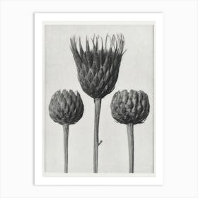 Botanical Bare–Stemmed Common Saw–Wort Art Print