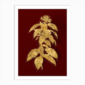Vintage Laurustinus Botanical in Gold on Red n.0195 Art Print