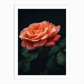 Orange Rose With Raindrops Art Print