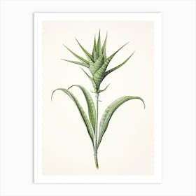 Aloe Vera Vintage Botanical Herbs 1 Art Print