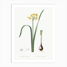 Cowslip Cupped Daffodil Illustration From Les Liliacées (1805), Pierre Joseph Redoute 1 Art Print