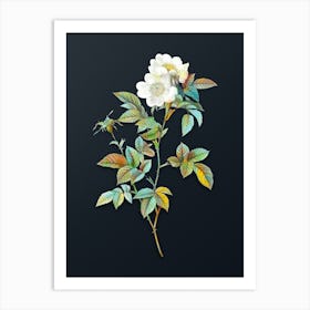 Vintage White Anjou Roses Botanical Watercolor Illustration on Dark Teal Blue n.0571 Art Print