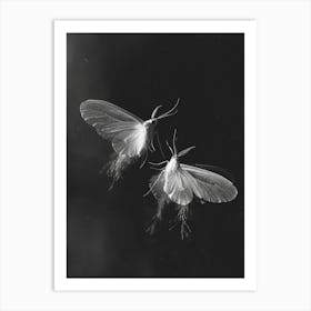 Moths In Flight 2 Art Print