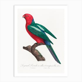 The Australian King Parrot From Natural History Of Parrots, Francois Levaillant Art Print