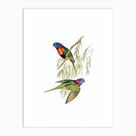 Vintage Red Collared Lorikeet Parrot Bird Illustration on Pure White n.0339 Art Print
