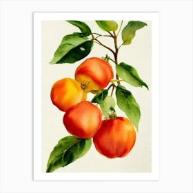 Physalis Italian Watercolour fruit Art Print