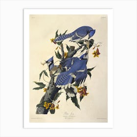 Blue Jay, John James Audubon Art Print