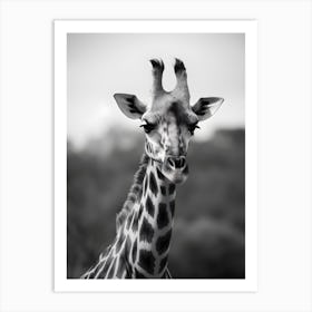 Portrait of a Giraffe Art Print