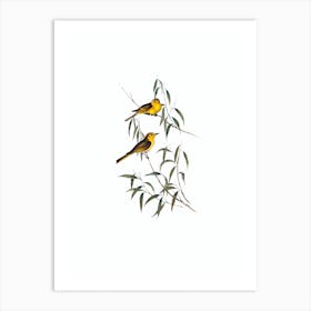 Vintage Yellow Tinted Honeyeater Bird Illustration on Pure White n.0296 Art Print