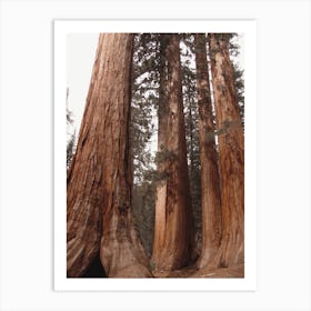 Huge Redwood Trees Art Print