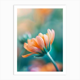 Chrysanthemum Art Print