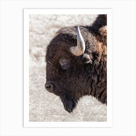 Western Bison Profile Art Print