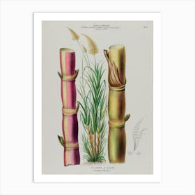 Sugar Cane Art Print