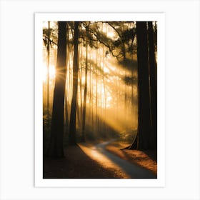 Sunrise In The Forest 1 Art Print