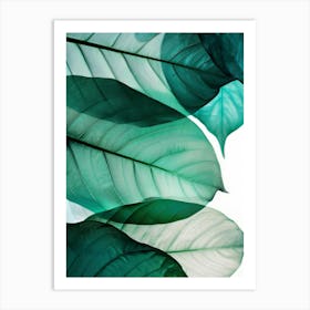 Green Leaves On A White Background Art Print