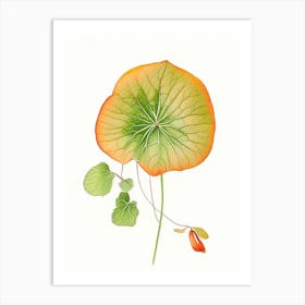 Nasturtium Leaf Art Print