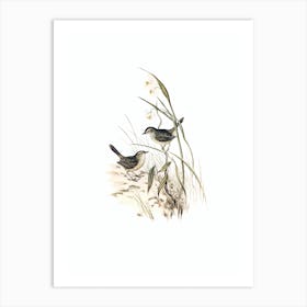 Vintage Striated Reed Lark Bird Illustration on Pure White Art Print