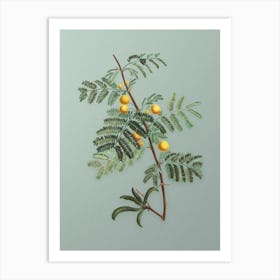 Vintage Sweet Acacia Botanical Art on Mint Green n.0793 Art Print