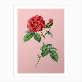 Vintage Apothecary Rose Botanical on Soft Pink n.0440 Art Print