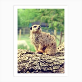 Meerkat Sitting on Log  Art Print