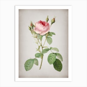 Vintage Double Moss Rose Botanical on Parchment n.0904 Art Print