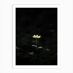 Single Flower In The Dark 94 Art Print