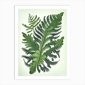 Evergreen Fern Wildflower Vintage Botanical Art Print