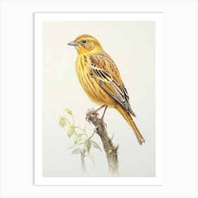 Vintage Bird Drawing Yellowhammer 1 Art Print