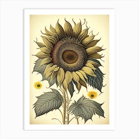 Desert Sunflower Wildflower Vintage Botanical 2 Art Print