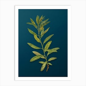 Vintage Rhodora Botanical Art on Teal Blue n.0595 Art Print